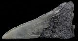 Fossil Megalodon Tooth Paper Weight #70540-1
